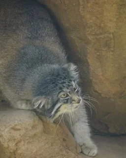 🌟 emoji manul Telegram sticker 5 of 13