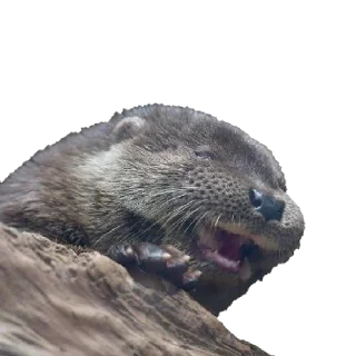 😄 emoji По голове себе постучи! Telegram sticker 9 of 41