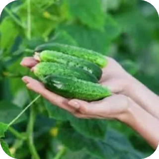 Sticker from Огурцы 🥒