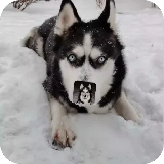 Sticker from dog @fStikBot