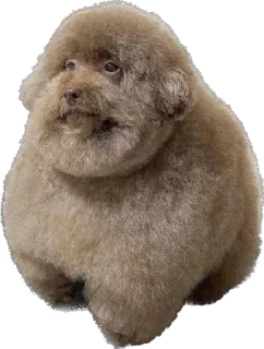 🐕 emoji Ебучий Telegram sticker 6 of 16