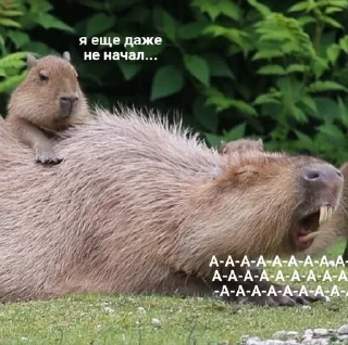 😫 emoji Капибары Telegram sticker 15 of 72