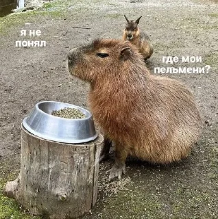 😑 emoji Капибары Telegram sticker 17 of 72