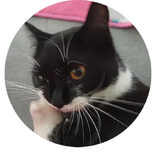 Sticker from 🐈‍⬛кошечка тоши🐈‍⬛