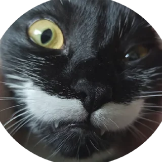 😨 emoji 🐈‍⬛кошечка тоши🐈‍⬛ Telegram sticker 10 of 43