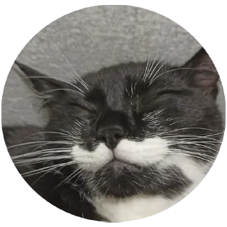 ☺️ emoji 🐈‍⬛кошечка тоши🐈‍⬛ Telegram sticker 12 of 43