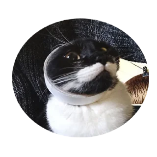 🥸 emoji 🐈‍⬛кошечка тоши🐈‍⬛ Telegram sticker 15 of 43