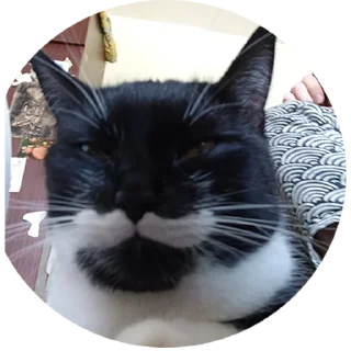 🤔 emoji 🐈‍⬛кошечка тоши🐈‍⬛ Telegram sticker 5 of 43