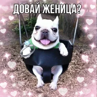 💍 emoji собака бульдод Telegram sticker 13 of 28