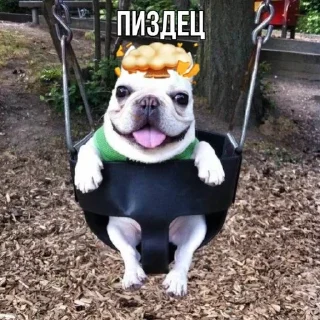 🌟 emoji собака бульдод Telegram sticker 21 of 28