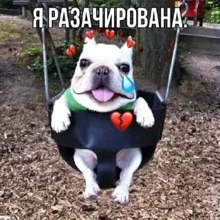 💔 emoji собака бульдод Telegram sticker 15 of 28