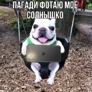 🌟 emoji собака бульдод Telegram sticker 10 of 28