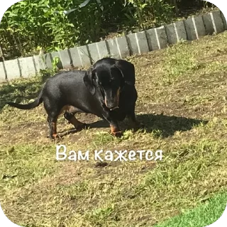 🥰 emoji Такса Черри ➡️ @Ctikerubot Telegram sticker 15 of 40