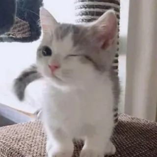 😉 emoji котики Telegram sticker 14 of 30