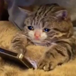 🥺 emoji котики Telegram sticker 5 of 30