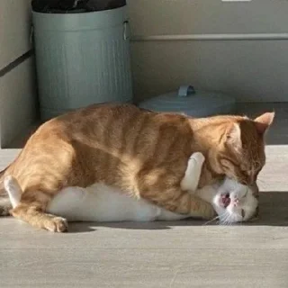 ☺️ emoji Котики Telegram sticker 18 of 34
