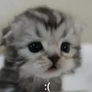 😔 emoji Котики Telegram sticker 24 of 34