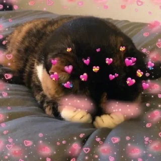 💗 emoji Котики Telegram sticker 7 of 34
