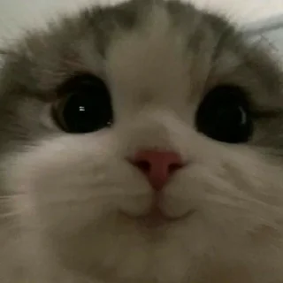 👩‍🦲 emoji котики Telegram sticker 13 of 30