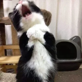 😫 emoji Котики Telegram sticker 21 of 34