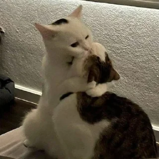 😘 emoji Котики Telegram sticker 19 of 34