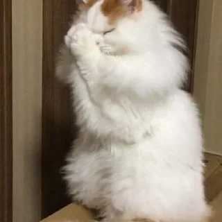 🛐 emoji Котики Telegram sticker 20 of 34