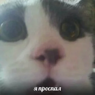 😩 emoji ТЫ ЛОХ Telegram sticker 22 of 120