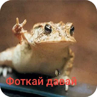 🐞 emoji Жабы рулят Telegram sticker 6 of 16