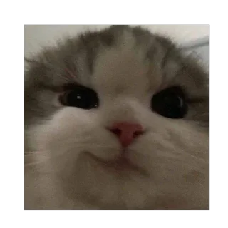 🫥 emoji гав гав🐈‍⬛ Telegram sticker 18 of 20