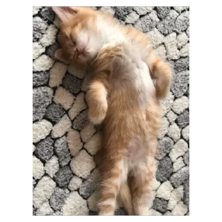🫥 emoji гав гав🐈‍⬛ Telegram sticker 14 of 20
