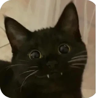 🫥 emoji гав гав🐈‍⬛ Telegram sticker 5 of 20