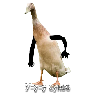🐦 emoji Легендарные фразы Telegram sticker 19 of 60