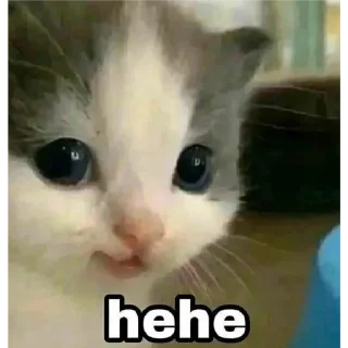 😀 emoji кіт Telegram sticker 5 of 8