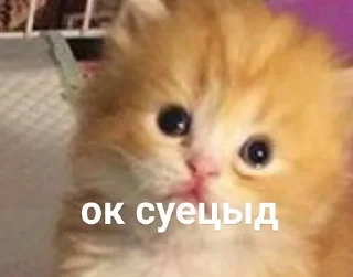 Sticker from ебучие животные @ceaselstick