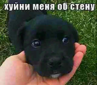 🙂 emoji ебучие животные @ceaselstick Telegram sticker 16 of 120