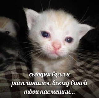 Sticker from ебучие животные @ceaselstick