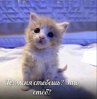 🤒 emoji ебучие животные @ceaselstick Telegram sticker 6 of 120
