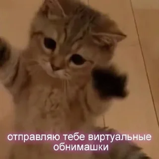 Sticker from Котики <3