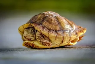 🐢 emoji turtles Telegram sticker 6 of 18