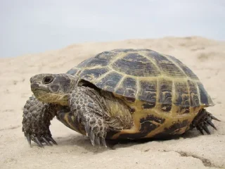 Sticker from turtles