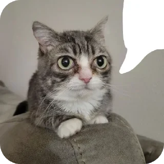 🐱 emoji мой пак Telegram sticker 6 of 24