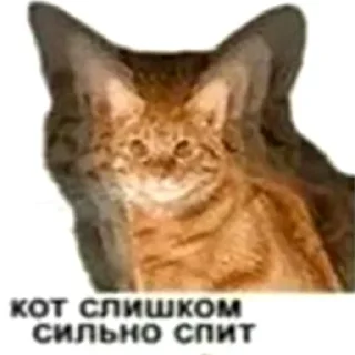 Sticker from кот спит