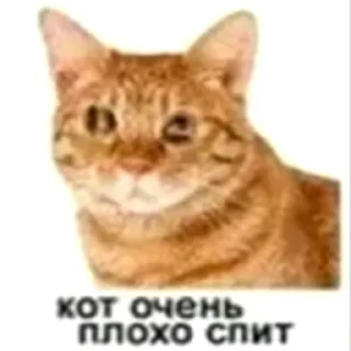 😔 emoji кот спит Telegram sticker 5 of 41