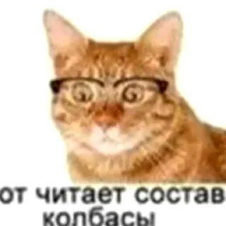 📖 emoji кот спит Telegram sticker 17 of 41