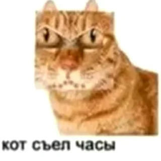 ⌚ emoji кот спит Telegram sticker 6 of 41