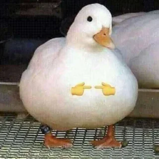 👉 emoji Duck or not Telegram sticker 12 of 115