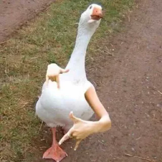 🤟 emoji Duck or not Telegram sticker 1 of 115
