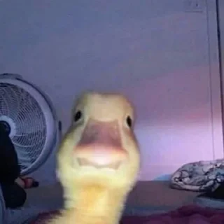 👀 emoji Duck or not Telegram sticker 2 of 115