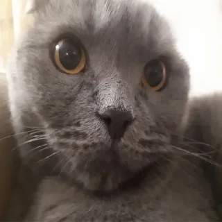 🥺 emoji Господин Мартин Telegram sticker 5 of 59