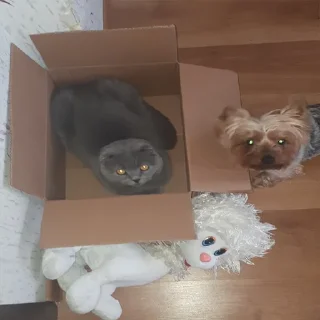 🏠 emoji Господин Мартин Telegram sticker 24 of 59